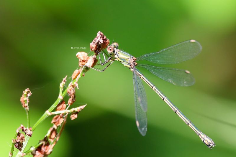 B65A3035-Houtpantserjuffer-Chalcolestes-Viridis-Western-Willow-Spreadwing-Weidenjungfer-Leste-vert_1