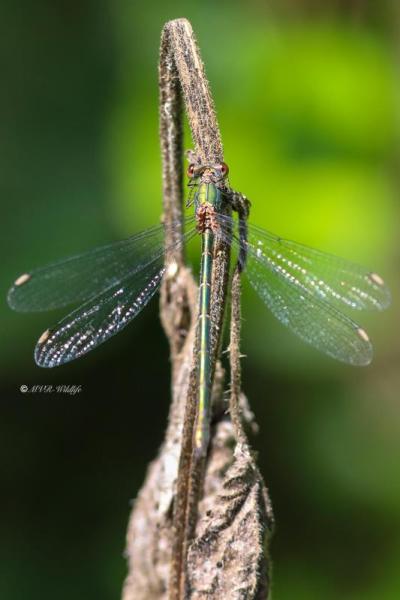 B65A3041-Houtpantserjuffer-Chalcolestes-Viridis-Western-Willow-Spreadwing-Weidenjungfer-Leste-vert_1