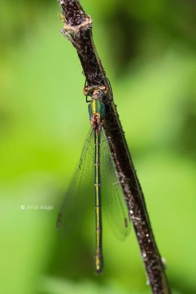 B65A3042-Houtpantserjuffer-Chalcolestes-Viridis-Western-Willow-Spreadwing-Weidenjungfer-Leste-vert_1