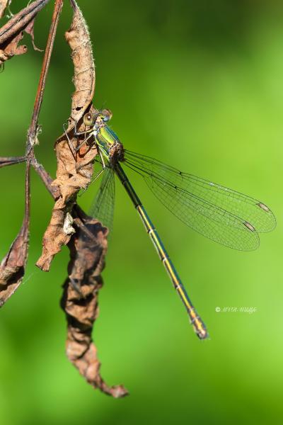B65A3046-Houtpantserjuffer-Chalcolestes-Viridis-Western-Willow-Spreadwing-Weidenjungfer-Leste-vert_1