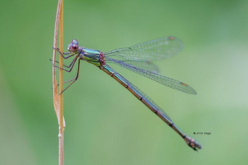 BR8A4511-Houtpantserjuffer-Chalcolestes-Viridis-Western-Willow-Spreadwing-Weidenjungfer-Leste-vert_1