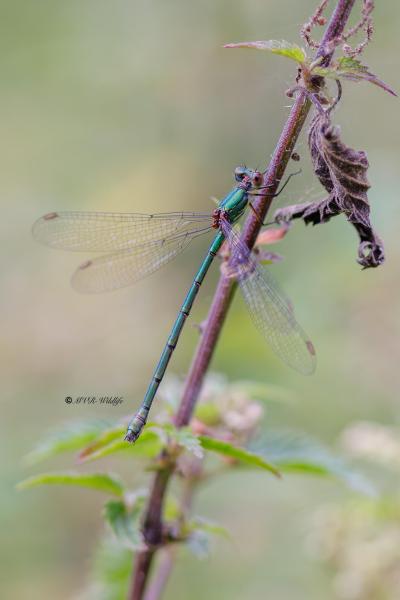 BR8A4519-Houtpantserjuffer-Chalcolestes-Viridis-Western-Willow-Spreadwing-Weidenjungfer-Leste-vert_1