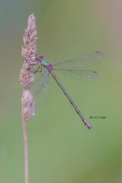 BR8A4521-Houtpantserjuffer-Chalcolestes-Viridis-Western-Willow-Spreadwing-Weidenjungfer-Leste-vert_1