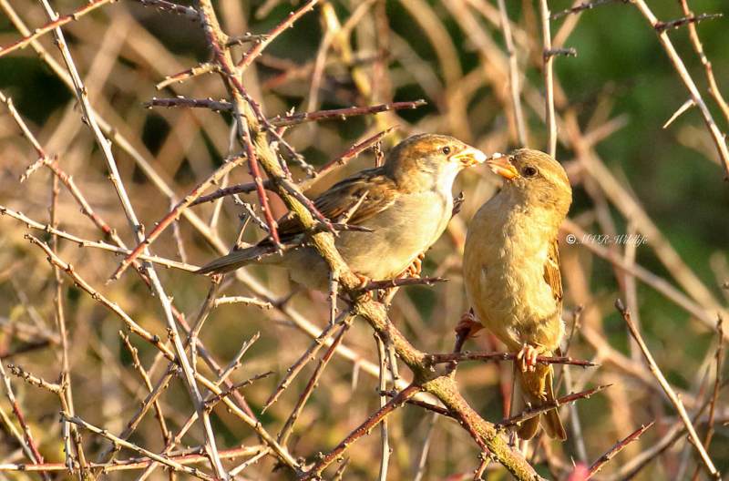 77A2805-Huismus-House-Sparrow-Haussperling-Moineau-domestique-Gorrion-comun_1