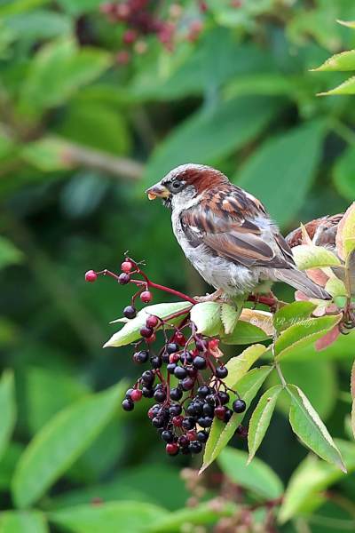 A34I0917-Huismus-House-Sparrow-Haussperling-Moineau-domestique-Gorrion-comun_1