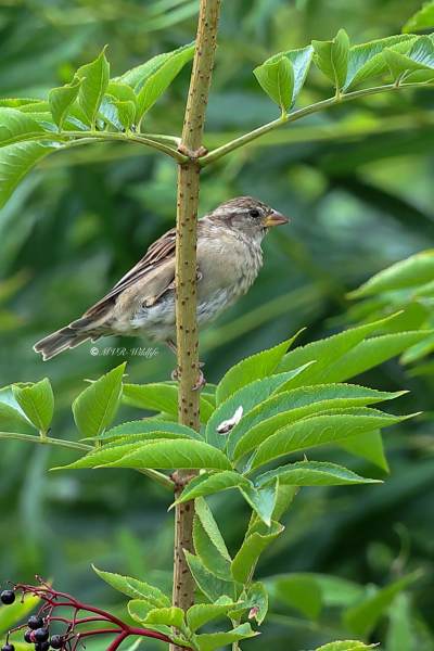 A34I0932-Huismus-House-Sparrow-Haussperling-Moineau-domestique-Gorrion-comun_1