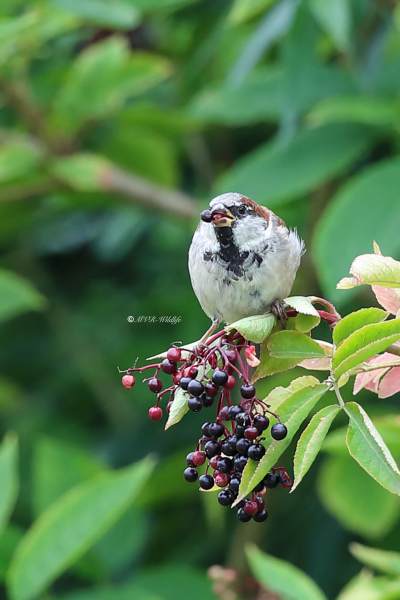 A34I0938-Huismus-House-Sparrow-Haussperling-Moineau-domestique-Gorrion-comun_1