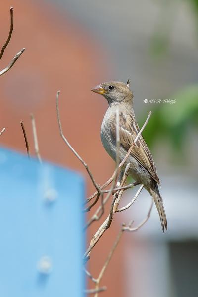 B65A0690-Huismus-House-Sparrow-Haussperling-Moineau-domestique-Gorrion-comun_1