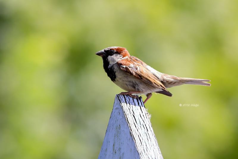 B65A0704-Huismus-House-Sparrow-Haussperling-Moineau-domestique-Gorrion-comun_1