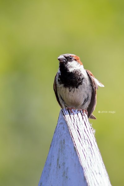 B65A0706-Huismus-House-Sparrow-Haussperling-Moineau-domestique-Gorrion-comun_1