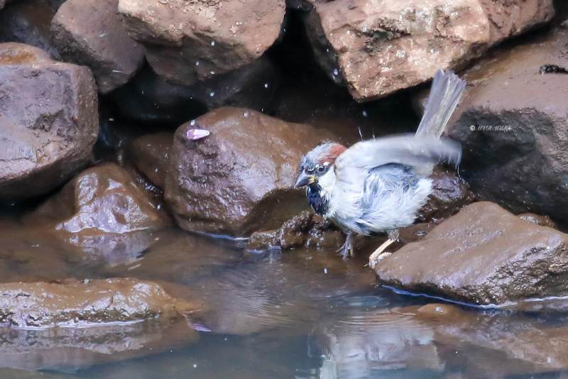 B65A1281-Huismus-House-Sparrow-Haussperling-Moineau-domestique-Gorrion-comun_1