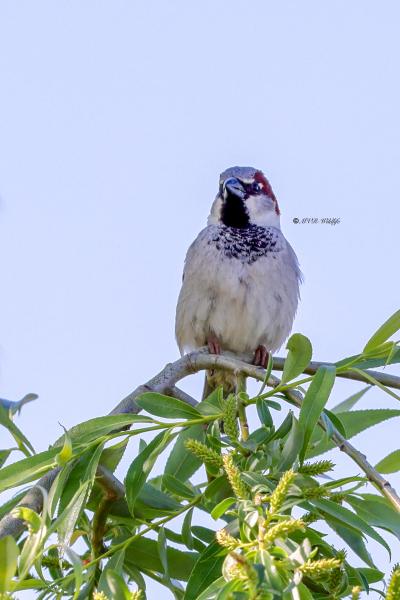 BR8A0348-Huismus-House-Sparrow-Haussperling-Moineau-domestique-Gorrion-comun_1