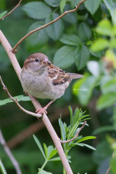 BR8A0380-Huismus-House-Sparrow-Haussperling-Moineau-domestique-Gorrion-comun_1