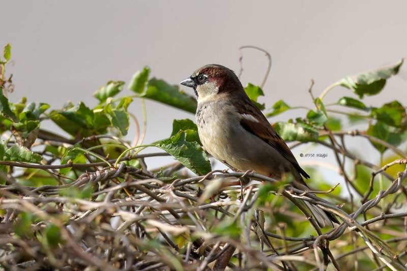 BR8A0641-Huismus-House-Sparrow-Haussperling-Moineau-domestique-Gorrion-comun_1