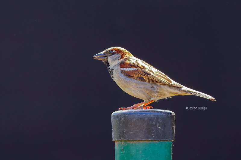 BR8A0954-Huismus-House-Sparrow-Haussperling-Moineau-domestique-Gorrion-comun_1