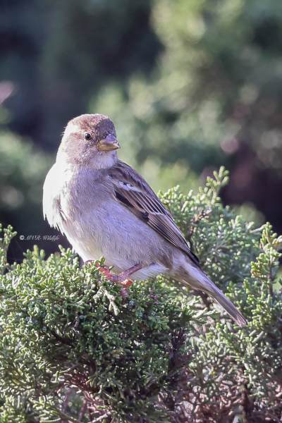 BR8A4743-Huismus-House-Sparrow-Haussperling-Moineau-domestique-Gorrion-comun_1