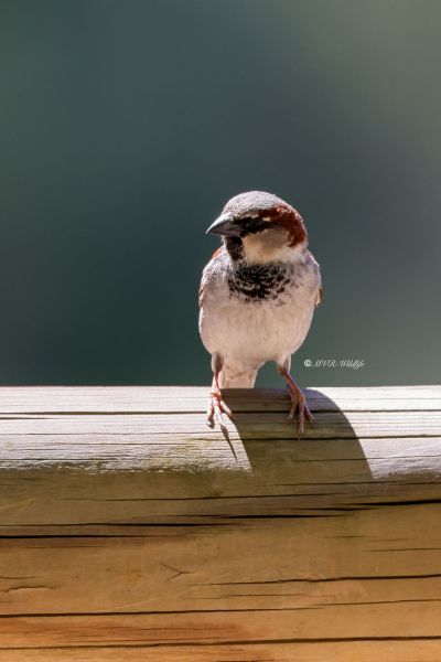 BR8A8587-Huismus-House-Sparrow-Haussperling-Moineau-domestique-Gorrion-comun_1