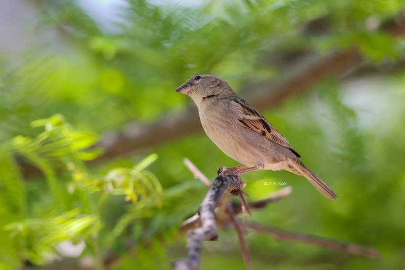 BR8A9909-Huismus-House-Sparrow-Haussperling-Moineau-domestique-Gorrion-comun_1