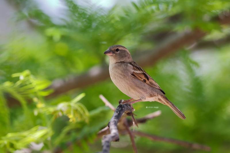 BR8A9912-Huismus-House-Sparrow-Haussperling-Moineau-domestique-Gorrion-comun_1