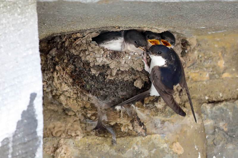 B65A0091-Huiszwaluw-Western-House-Martin-Mehlschwalbe-Hirondelle-de-fenetre-Avion-comun-occidental_1