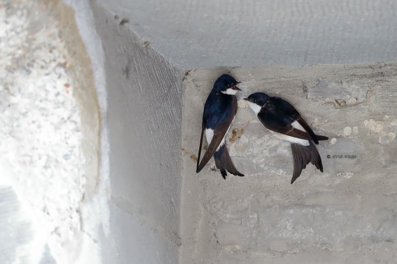 B65A0127-Huiszwaluw-Western-House-Martin-Mehlschwalbe-Hirondelle-de-fenetre-Avion-comun-occidental_1