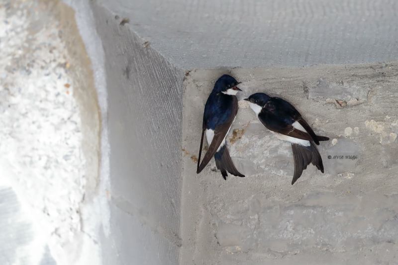 B65A0127-Huiszwaluw-Western-House-Martin-Mehlschwalbe-Hirondelle-de-fenetre-Avion-comun-occidental_1