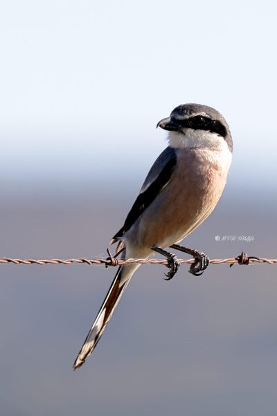 BR8A0315-Iberische-Klapekster-Iberian-Grey-Shrike-Mittelmeer-Raubwurger-Pie-grieche-meridionale-Alcaudon-real_1