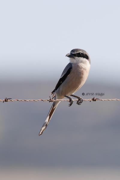 BR8A0315_Iberische-Klapekster-Iberian-Grey-Shrike-Mittelmeer-Raubwurger-Pie-grieche-meridionale-Alcaudon-real_1_1