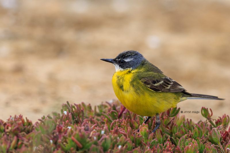 BR8A5486-Iberische-kwikstaart-Motacilla-flava-iberiae-Iberian-Wagtail-Wiesenschafstelze-ssp-iberiae-Bergeronnette-iberique-Lavandera-boyera-iberica