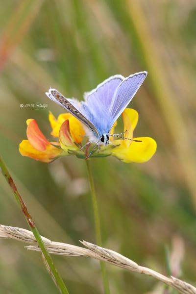 B65A0573-Icarusblauwtje-Polyommatus-Icarus-Common-Blue-Hauhechelblauling-Argus-bleu_1