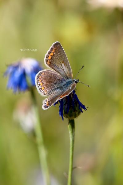 B65A0805-Icarusblauwtje-Polyommatus-Icarus-Common-Blue-Hauhechelblauling-Argus-bleu_1