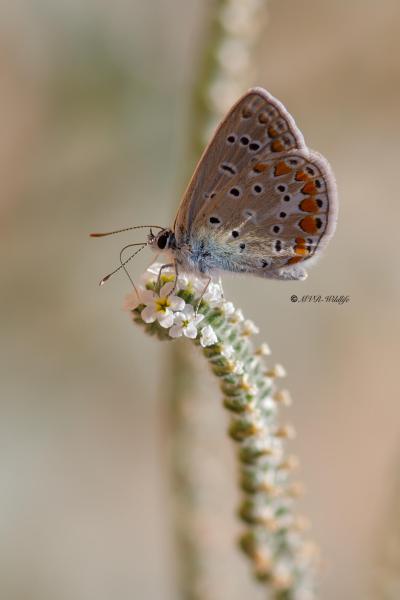 B65A5678-Icarusblauwtje-Polyommatus-Icarus-Common-Blue-Hauhechelblauling-Argus-bleu_1