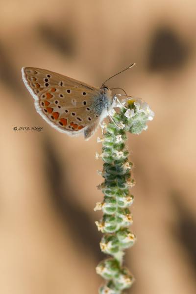B65A5683-Icarusblauwtje-Polyommatus-Icarus-Common-Blue-Hauhechelblauling-Argus-bleu_1