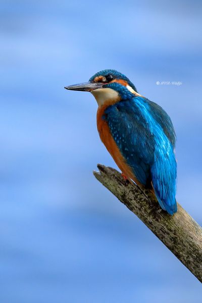 B65A5033-Ijsvogel-Common-Kingfisher-Eisvogel-Martin-pecheur-Martin-Pescador_1