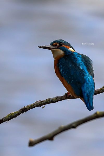 B65A5052-Ijsvogel-Common-Kingfisher-Eisvogel-Martin-pecheur-Martin-Pescador_1