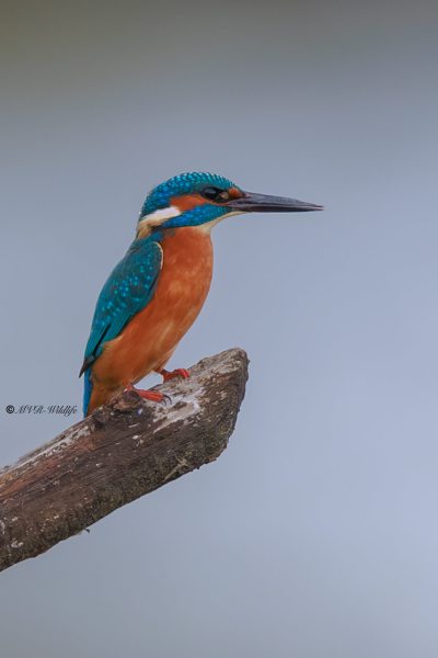 BR8A0363-IJsvogel-Common-Kingfisher-Eisvogel-Martin-pecheur-Martin-Pescador_1