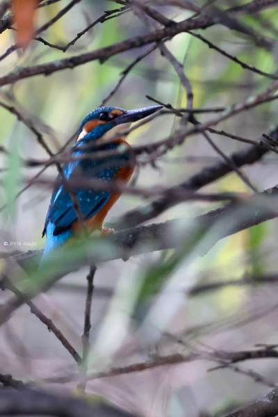 BR8A4317-Ijsvogel-Common-Kingfisher-Eisvogel-Martin-pecheur-Martin-Pescador_1