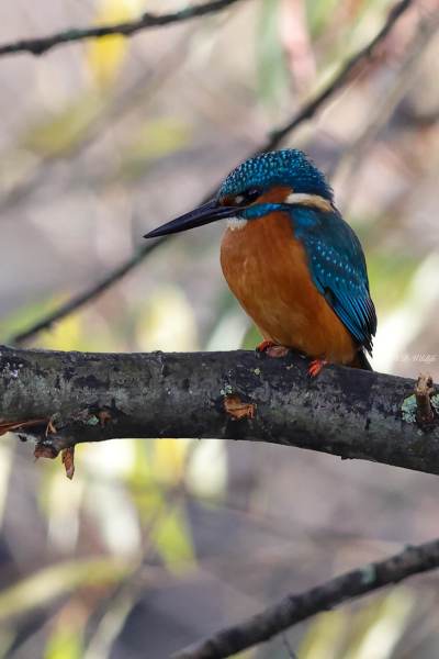 BR8A4793-Ijsvogel-Common-Kingfisher-Eisvogel-Martin-pecheur-Martin-Pescador_1
