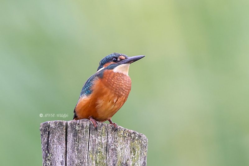 BR8A5517-Ijsvogel-Common-Kingfisher-Eisvogel-Martin-pecheur-Martin-Pescador_1