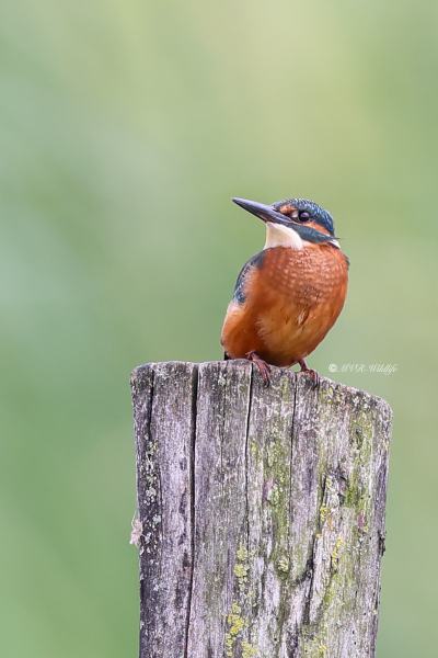 BR8A5521-Ijsvogel-Common-Kingfisher-Eisvogel-Martin-pecheur-Martin-Pescador_1