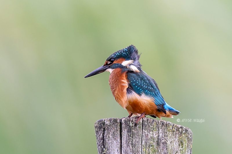 BR8A5561-Ijsvogel-Common-Kingfisher-Eisvogel-Martin-pecheur-Martin-Pescador_1