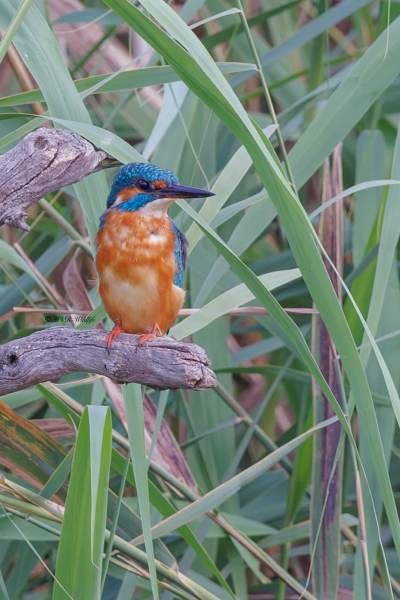 BR8A5563-Ijsvogel-Common-Kingfisher-Eisvogel-Martin-pecheur-Martin-Pescador_1