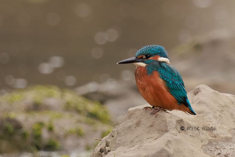 BR8A5566-Ijsvogel-Common-Kingfisher-Eisvogel-Martin-pecheur-Martin-Pescador_1