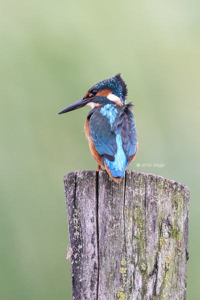 BR8A5574-Ijsvogel-Common-Kingfisher-Eisvogel-Martin-pecheur-Martin-Pescador_1