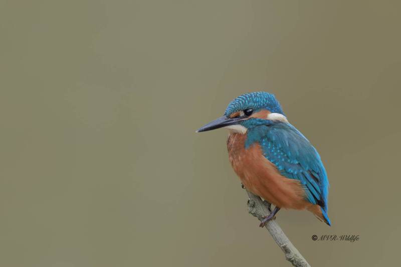 BR8A5576-Ijsvogel-Common-Kingfisher-Eisvogel-Martin-pecheur-Martin-Pescador-1_1