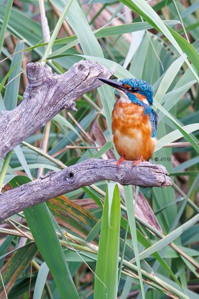 BR8A5576_2-Ijsvogel-Common-Kingfisher-Eisvogel-Martin-pecheur-Martin-Pescador_1