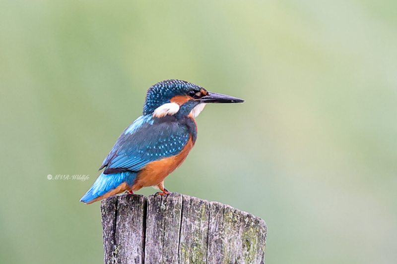 BR8A5583-Ijsvogel-Common-Kingfisher-Eisvogel-Martin-pecheur-Martin-Pescador_1