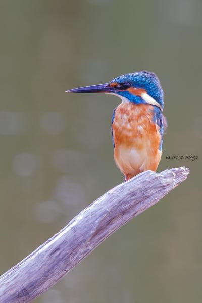 BR8A5599-Ijsvogel-Common-Kingfisher-Eisvogel-Martin-pecheur-Martin-Pescador_1