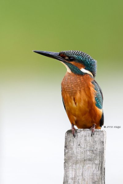 BR8A5632-Ijsvogel-Common-Kingfisher-Eisvogel-Martin-pecheur-Martin-Pescador_1