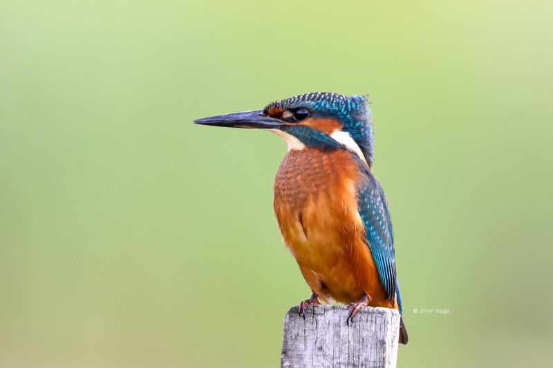 BR8A5650-Ijsvogel-Common-Kingfisher-Eisvogel-Martin-pecheur-Martin-Pescador_1